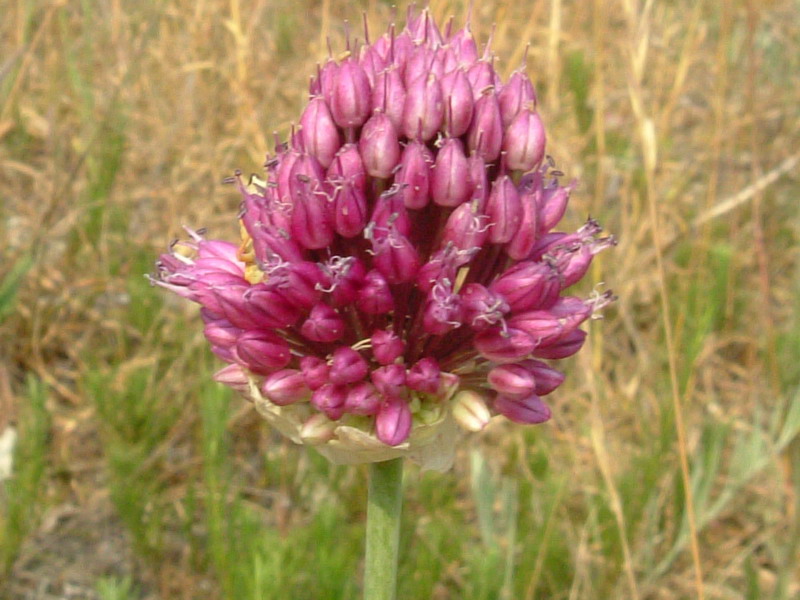 Allium nigrum ?